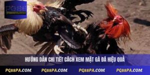 Cách xem mặt gà đá đúng chuẩn cho người mới bắt đầu tại PG88 1 cách xem mặt gà đá