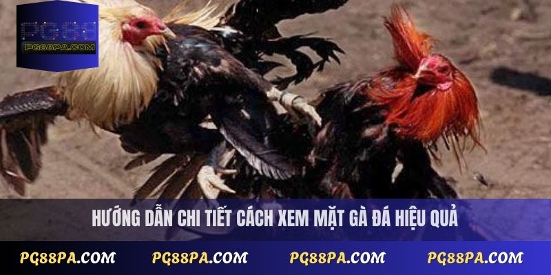 Cách xem mặt gà đá đúng chuẩn cho người mới bắt đầu tại PG88 1 cách xem mặt gà đá