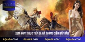 Trực Tiếp Đá Gà Thomo Nhanh Nhất - Không Cần Đăng Ký 2 Trực Tiếp Đá Gà Thomo